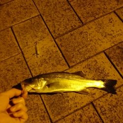 シーバスしか釣れない．．．