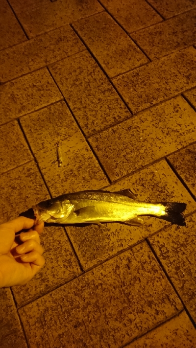 シーバスしか釣れない．．．