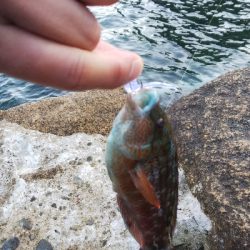 イカおらんのぅ