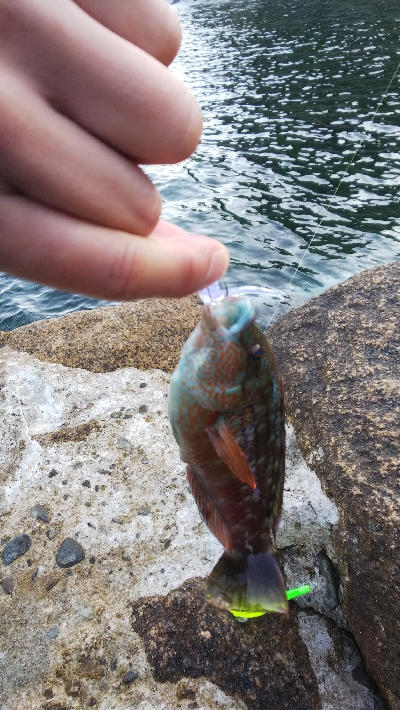 イカおらんのぅ