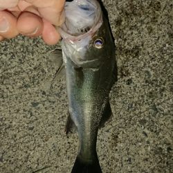 アジはまだか？