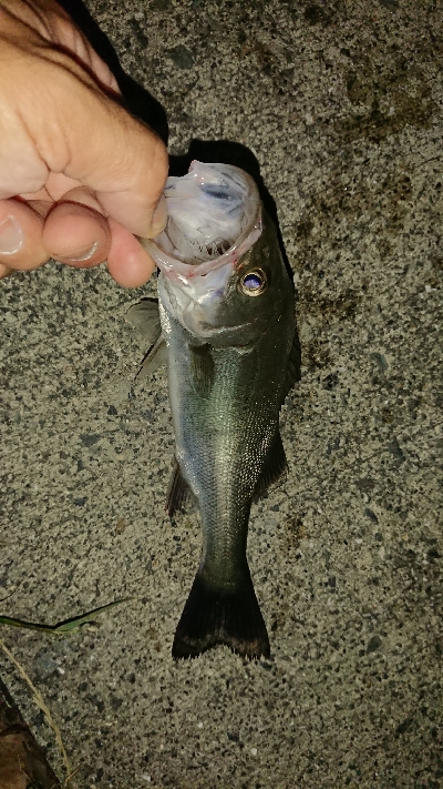 アジはまだか？