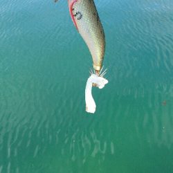 小振りなメス障泥烏賊