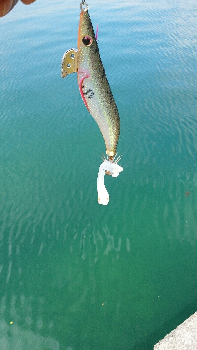 小振りなメス障泥烏賊