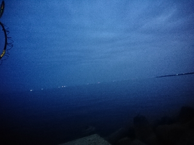 久しぶりのアコウ