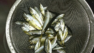 今年初のサビキ！