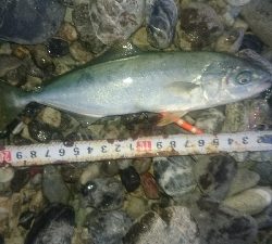 仁淀川河口サーフ ショアジギング