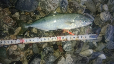 仁淀川河口サーフ ショアジギング