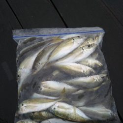 のませは不発、、