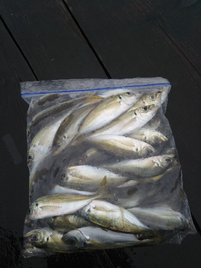 のませは不発、、