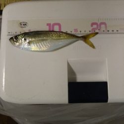 アジ釣り