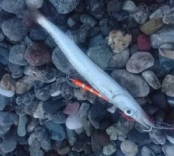 仁淀川河口サーフ春野 ライトショアジギング