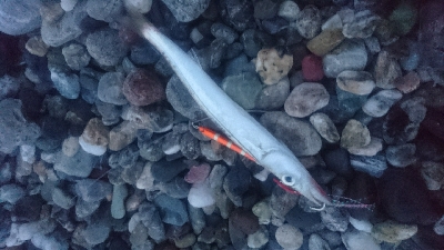 仁淀川河口サーフ春野 ライトショアジギング