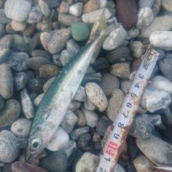 仁淀川河口周辺サーフ カマス