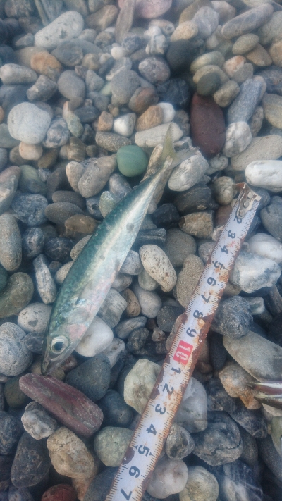 仁淀川河口周辺サーフ カマス