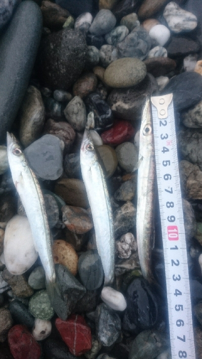 仁淀川河口周辺サーフ ライトショアジギング…