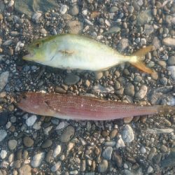 桂浜周辺サーフ ショアジギング