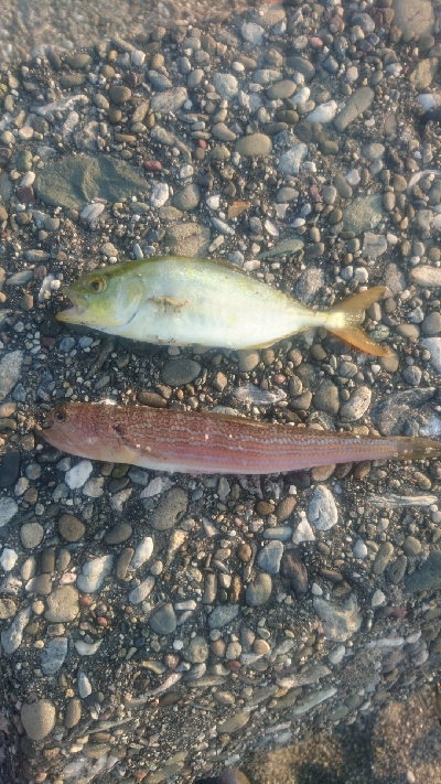 桂浜周辺サーフ ショアジギング