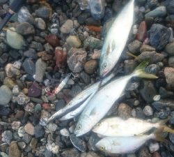 仁淀川河口周辺サーフ ライトショアジギング