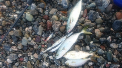 仁淀川河口周辺サーフ ライトショアジギング