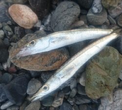 仁淀川河口周辺サーフライトショアジギング