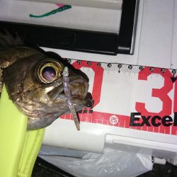 まだまだメバル!