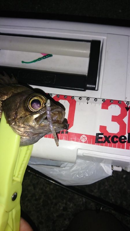 まだまだメバル!