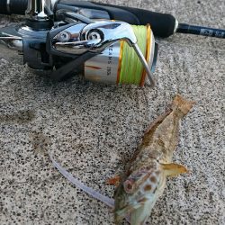 エギング、、のはずが？