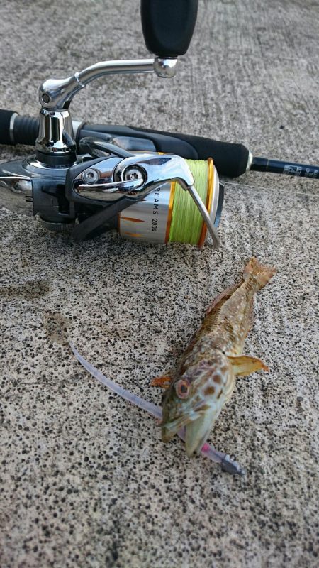 エギング、、のはずが？