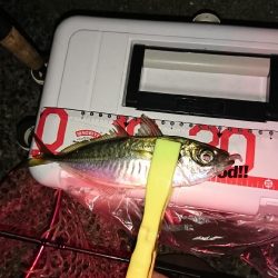 梅雨？メバル。