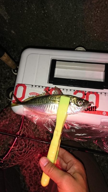 梅雨？メバル。