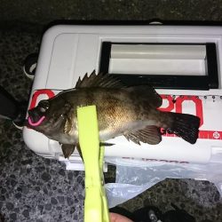 ナイスなメバル!