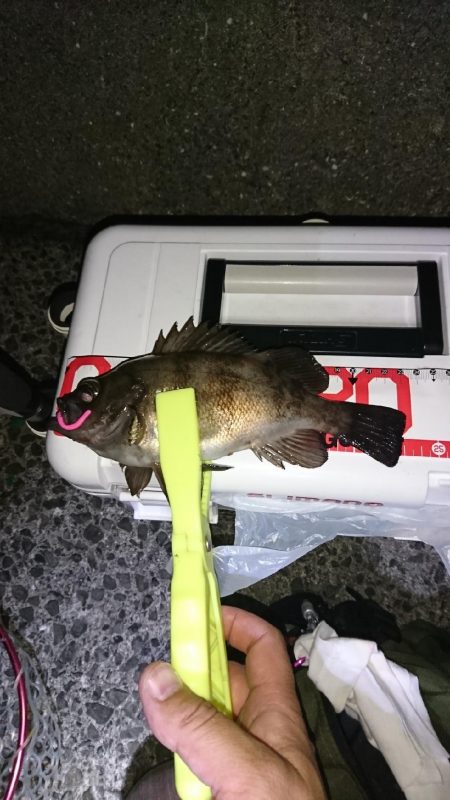 ナイスなメバル!