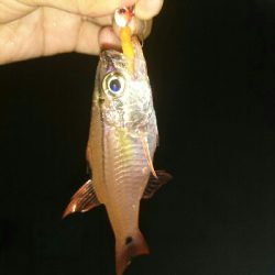 ひさびさの釣果