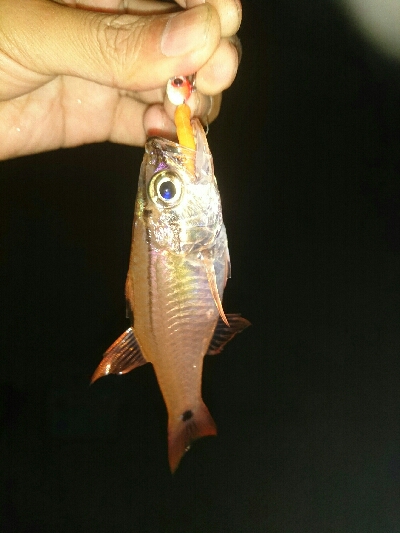 ひさびさの釣果