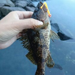 今日の釣果