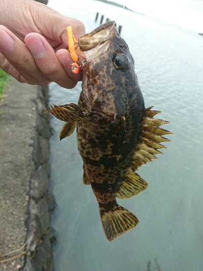 今日の釣果
