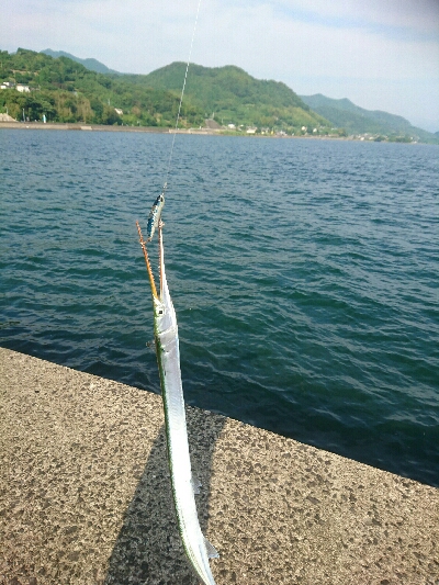 今日の釣果