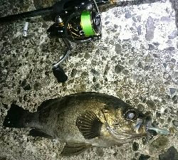 デカメバル、プラッキング