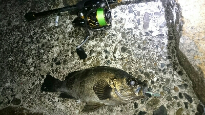 デカメバル、プラッキング