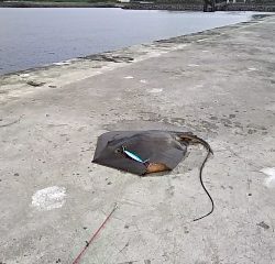 ジグでアカエイ14,15