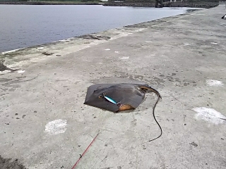 ジグでアカエイ14,15