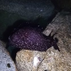 二見メバリング！