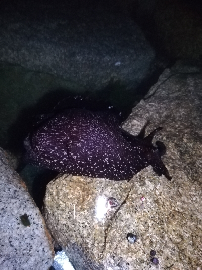 二見メバリング！