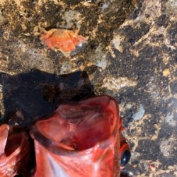 青物渋い、根魚も渋かった（ ;  ; ）