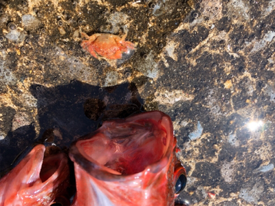 青物渋い、根魚も渋かった（ ;  ; ）