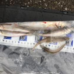 ちょい投げキス釣り