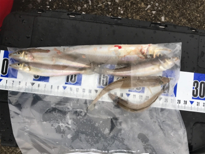 ちょい投げキス釣り