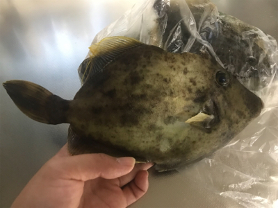 さかむらいかだで筏釣り