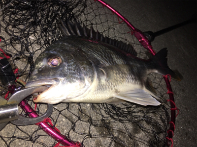 夜明け前から日没後まで